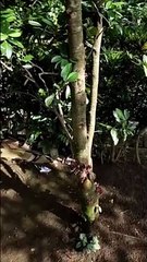 Pohon buah nam nam / buah langka