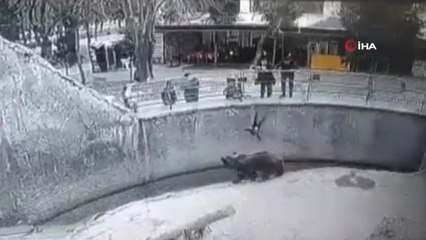 Özbekistan'da anne 3 yaşındaki kızını ayının yanına attı