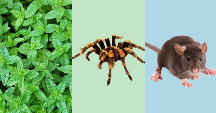 Cette plante va vous débarrasser des araignées, des rats et même des insectes dans votre maison!