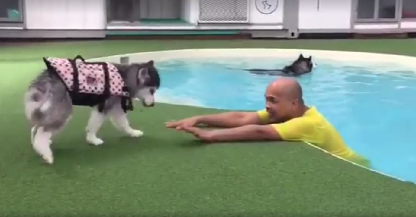 Ce petit husky est effrayé au bord de la piscine. Mais regardez ce qu'il fait à la fin...