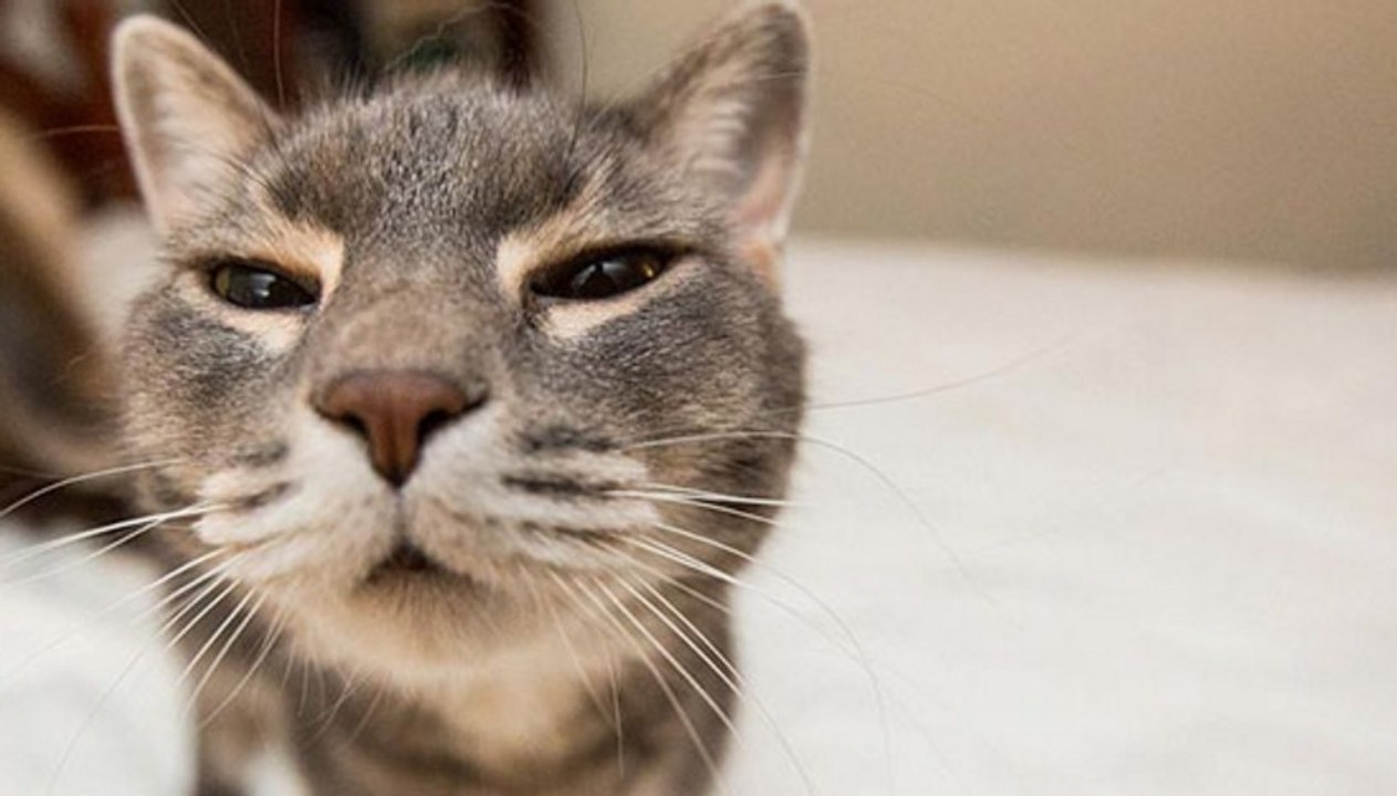 La truffe de votre chat doit-elle vraiment être froide et humide ?