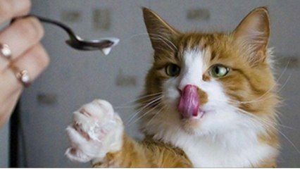 6 aliments qui peuvent tuer votre animal (et il n'y a pas que le chocolat)