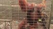 Prisonnier durant 20 ans d'une minuscule cage, un orang-outan voit sa vie enfin changer...