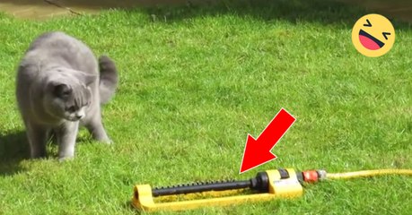 Quand l'arrosage automatique se déclenche, regardez bien la réaction du chat!