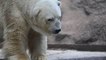 Arturo, l'ours polaire dépressif "le plus triste au monde", est mort