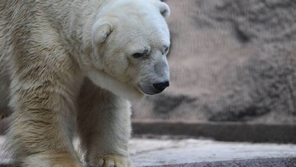 Arturo, l'ours polaire dépressif "le plus triste au monde", est mort