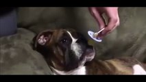 Quand son maître lui montre la tétine, regardez bien la réaction de ce bouledogue!