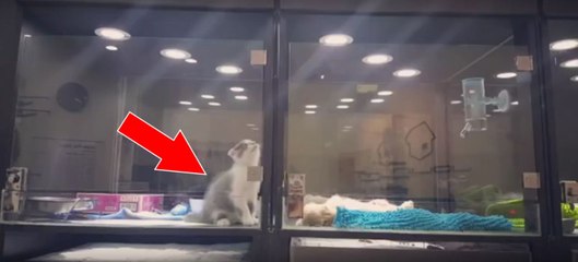 Ce chaton s'échappe de sa cage, mais dans un but bien précis! La raison va vous faire sourire...