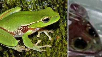 Cette grenouille mutante est devenue transparente à cause de la pollution...