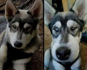 Attention aux guêpes cet été ! Voici ce qu'il faut faire si votre chien se fait piquer