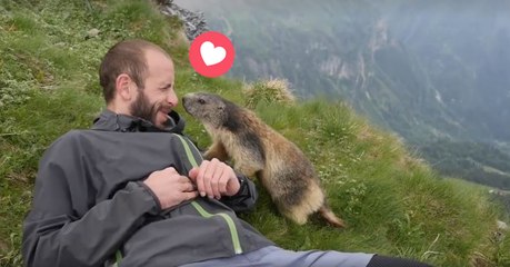 Ce randonneur tombe sur une adorable marmotte... Regardez bien ce qui suit!