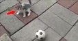 Ce chaton trouve un ballon de foot beaucoup trop gros pour lui... La suite est géniale !