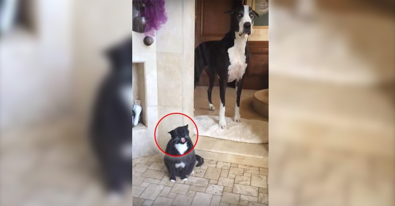 Il allume le robinet de la douche. Ce que fait son chat laisse le chien sans voix !