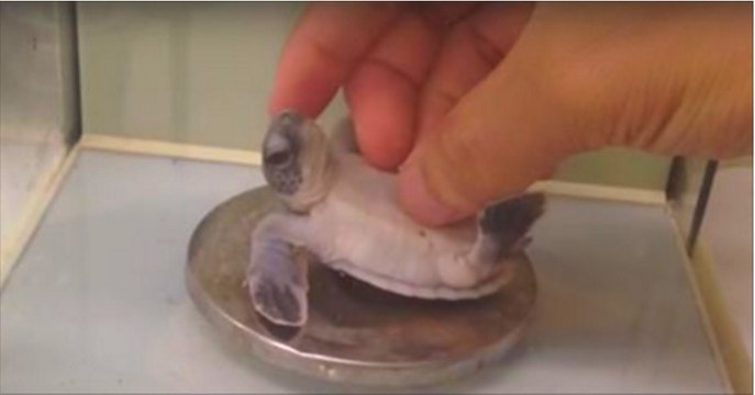Ce bébé tortue est sur le dos et ne bouge plus. Mais ce n'est pas du tout ce que vous croyez !
