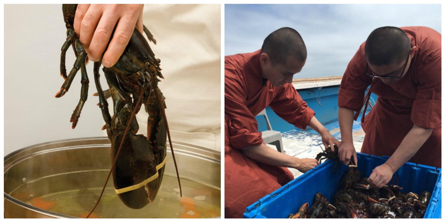 Tous ces homards étaient condamnés à être ébouillantés vivants. Mais la suite de l'histoire fait réfléchir...