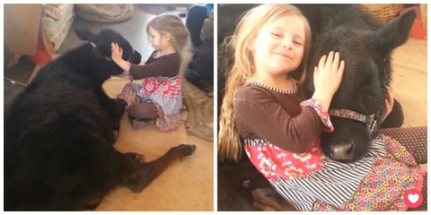 Une petite fille a décidé que ce veau serait son meilleur ami
