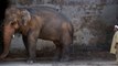 Des internautes se mobilisent pour Kaavan, l'éléphant dépressif enfermé depuis 1985