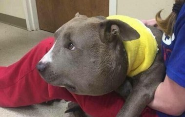 La tête de ce chien a triplé de volume ! Quand vous saurez pourquoi...