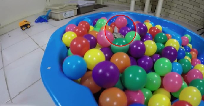 Un chat s'amuse comme un fou dans une piscine à balles !