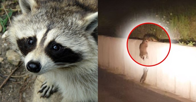 Un petit raton laveur semble en grande difficulté... mais regardez bien ce qui suit, vous allez adorer!