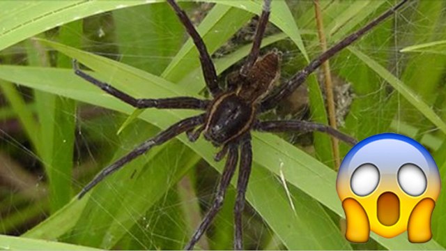 Des araignées aussi grosses que des rats sont relachées dans la nature en Angleterre par une association de préservation animale