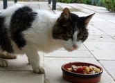 Voici pourquoi les chats boudent les croquettes et la pâtée premier prix... Même si elles sentent bon !