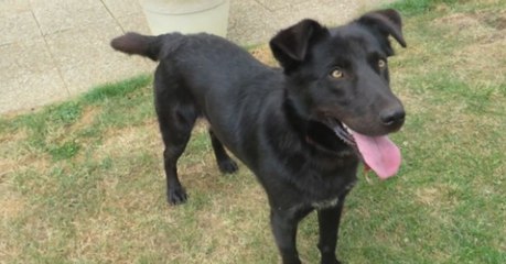 Ce couple est parti en vacances en laissant son chien seul dans le jardin... pendant 10 jours