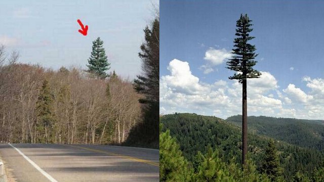 Si vous pensez voir des arbres sur cette photo, vous faites erreur