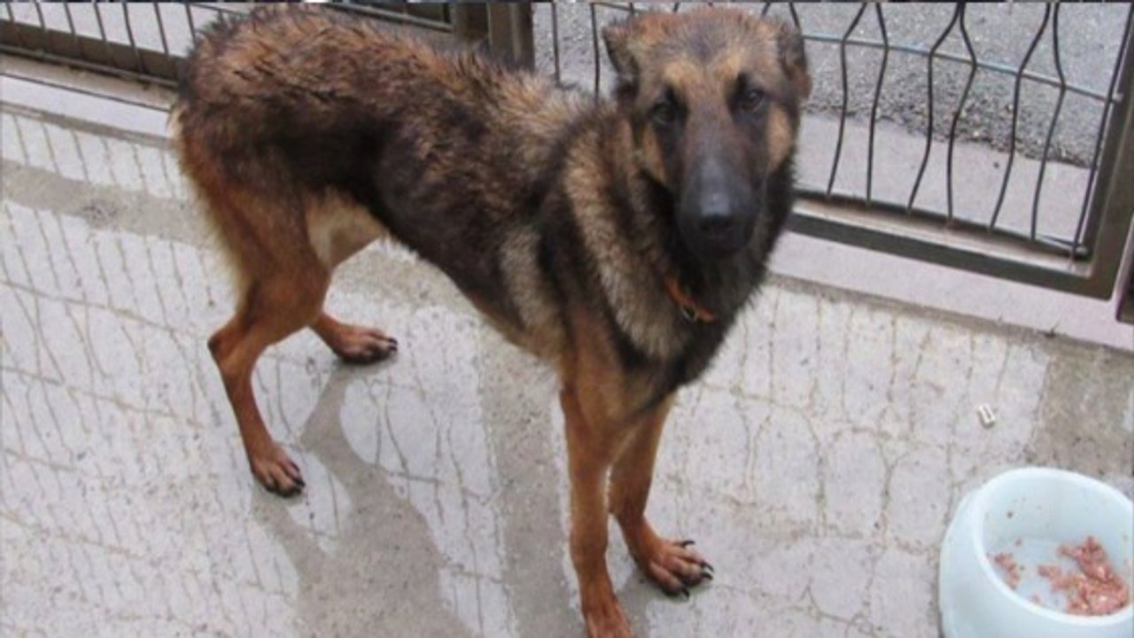 Cette chienne sans nom se laissait mourir en refuge, jusqu'à ce qu'ils arrivent...