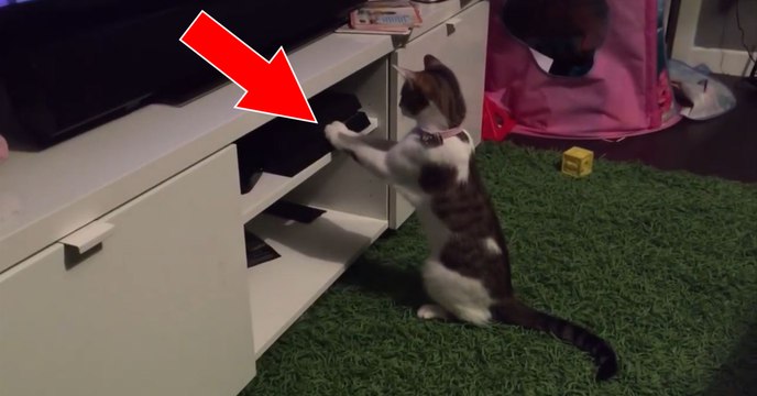 Ce chat s'amuse à cacher les jeux vidéo de la console de son maître