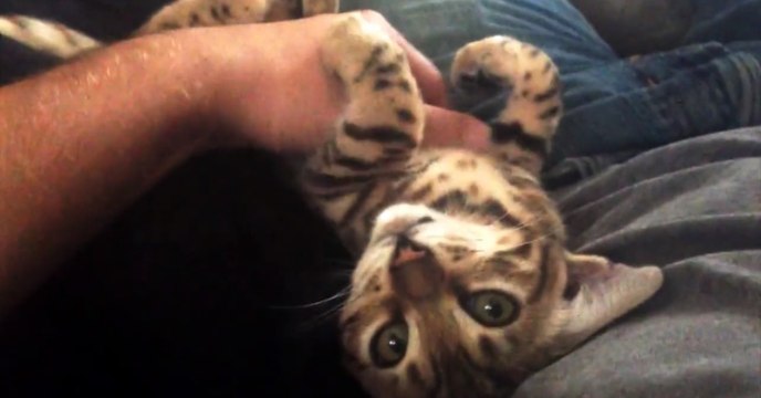 Cette petite chatte bengal adore se faire câliner, et ça s'entend!