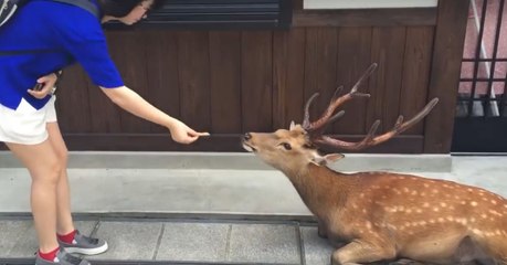 Ce jeune daim a appris à dire merci... Et c'est magnifique !