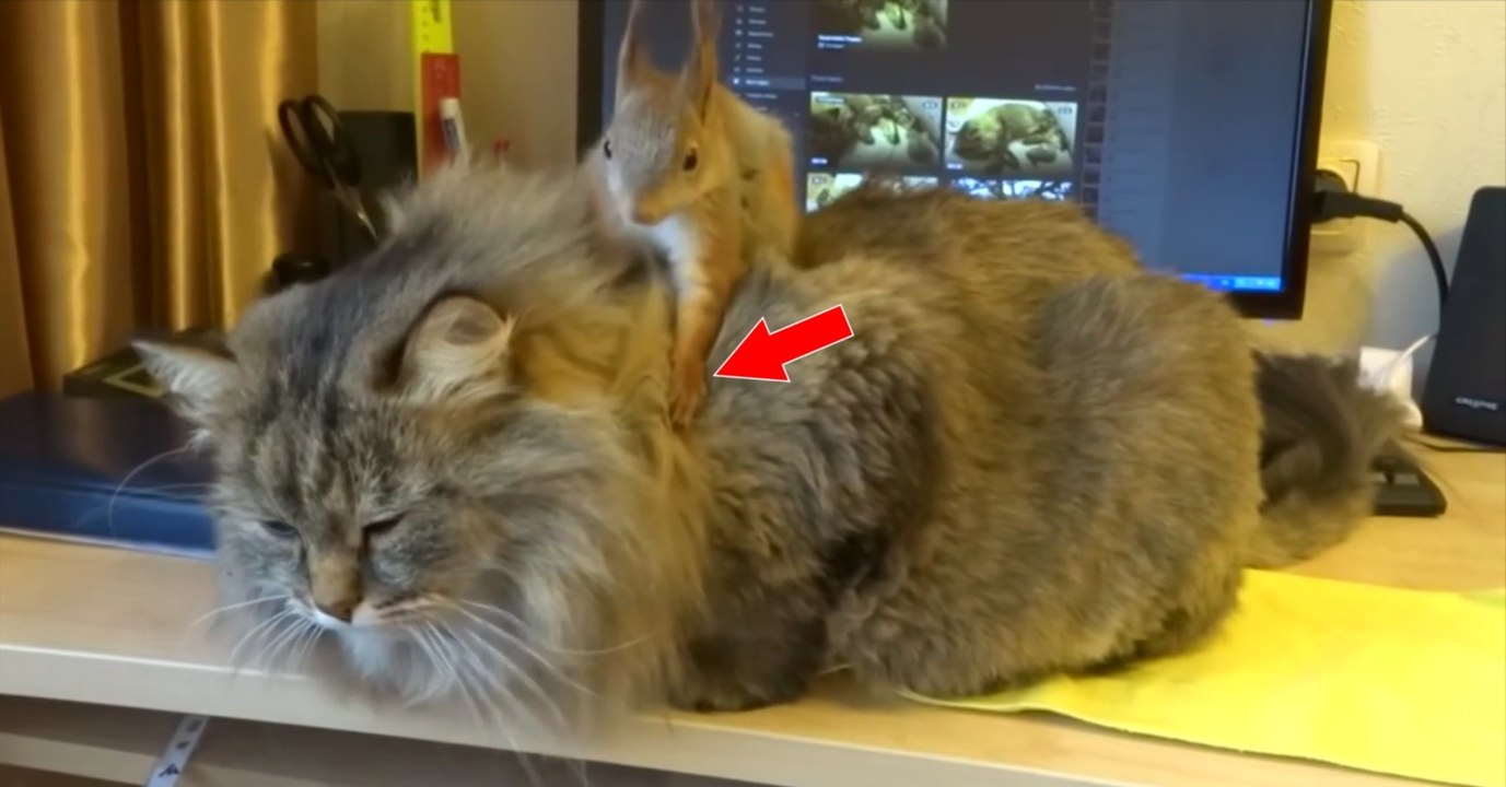 Perché sur le dos du chat, un écureuil joue au coiffeur !
