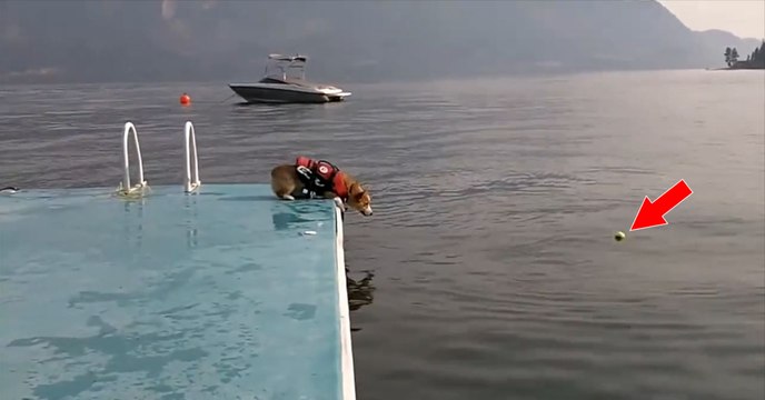 Ce jeune Corgi veut plonger pour récupérer sa balle, mais tout ne se passe pas comme prévu