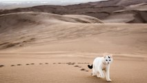 Vladmir, le chat qui parcourt les parcs nationaux des Etats-Unis