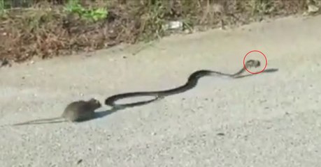 Un serpent s'attaque à son petit... Regardez l'incroyable courage de cette maman !