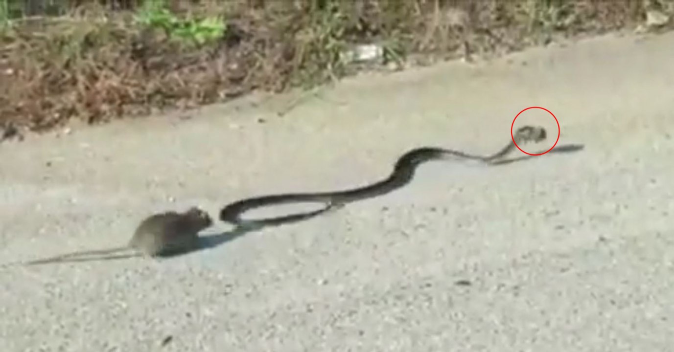 Un serpent s'attaque à son petit... Regardez l'incroyable courage de cette maman !