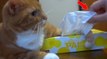 Quand on s'approche trop près de sa boîte à mouchoirs, ce chat a une réaction vraiment drôle!