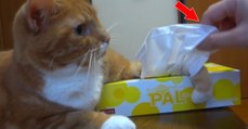Quand on s'approche trop près de sa boîte à mouchoirs, ce chat a une réaction vraiment drôle!