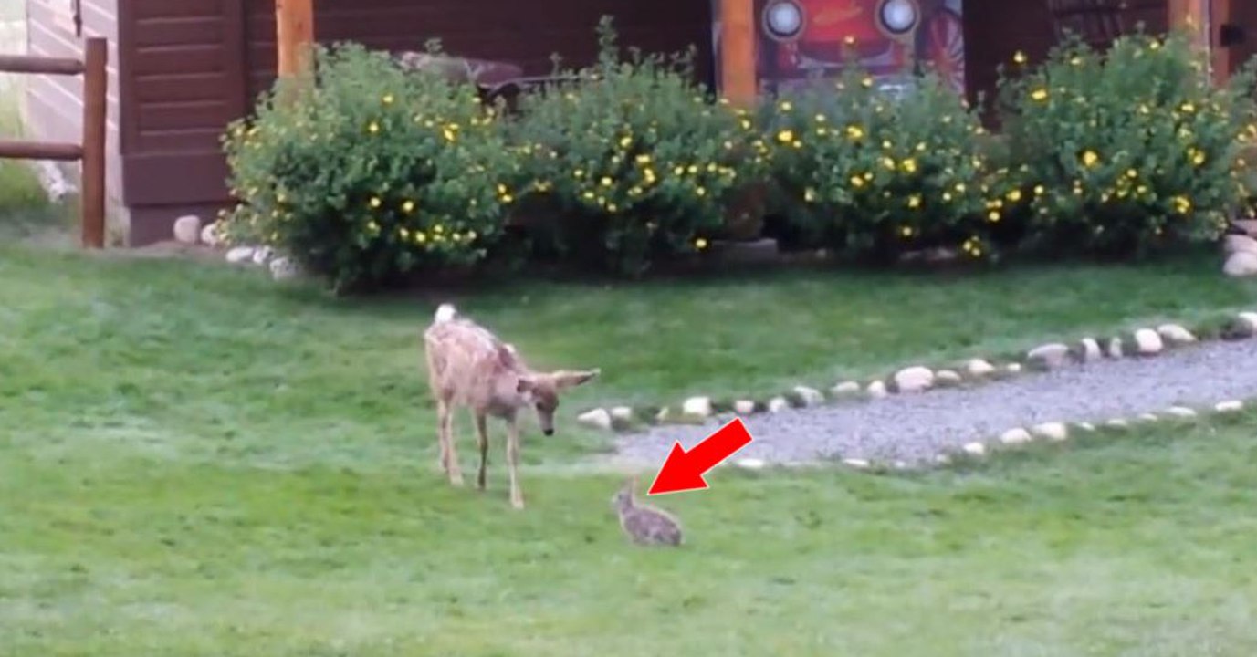 Ce jeune faon rencontre un petit lapin.... La suite est une vraie surprise !