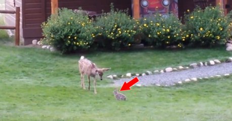 Ce jeune faon rencontre un petit lapin.... La suite est une vraie surprise !