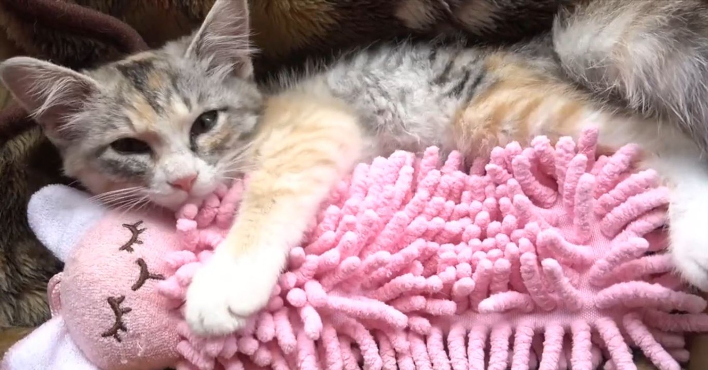 Ce petit chaton ne peut pas s'endormir sans son doudou