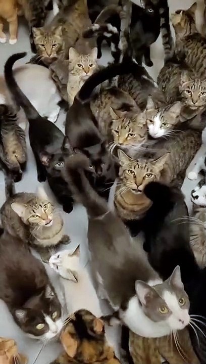 Baby Cats - Cute and Funny Cat Videos Compilation (6)