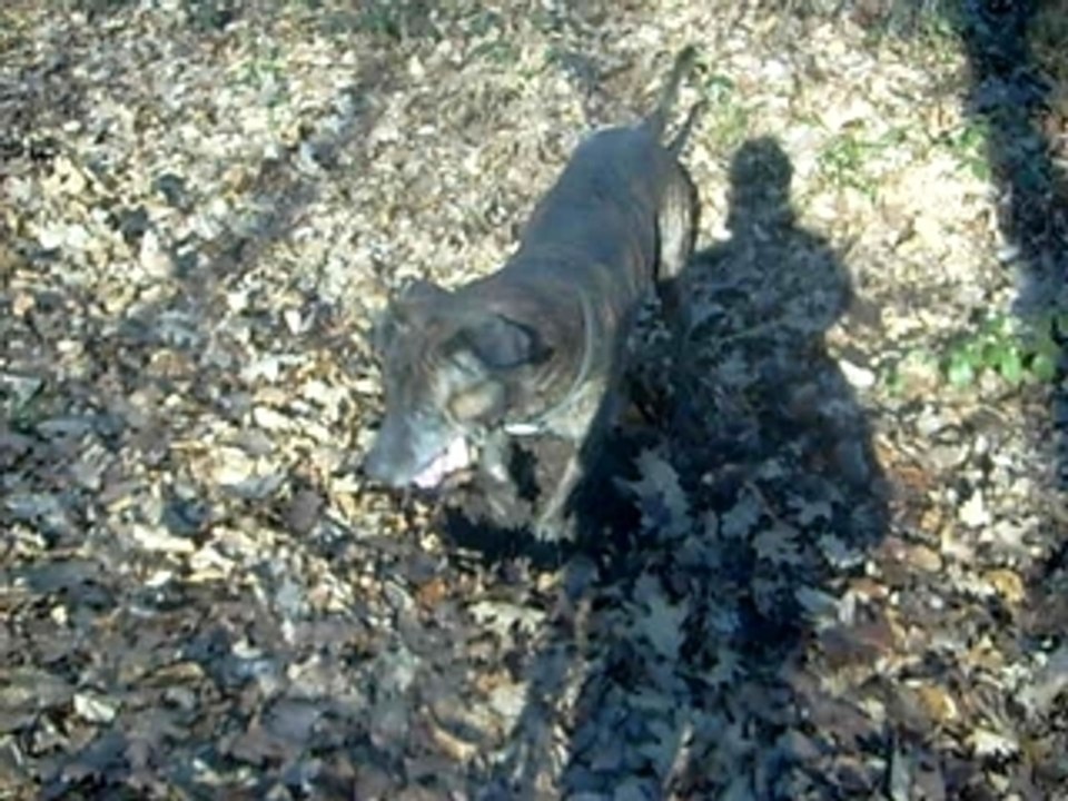 Sultan en promenade