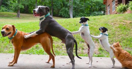 Ces sept animaux abandonnés forment maintenant une belle et grande famille