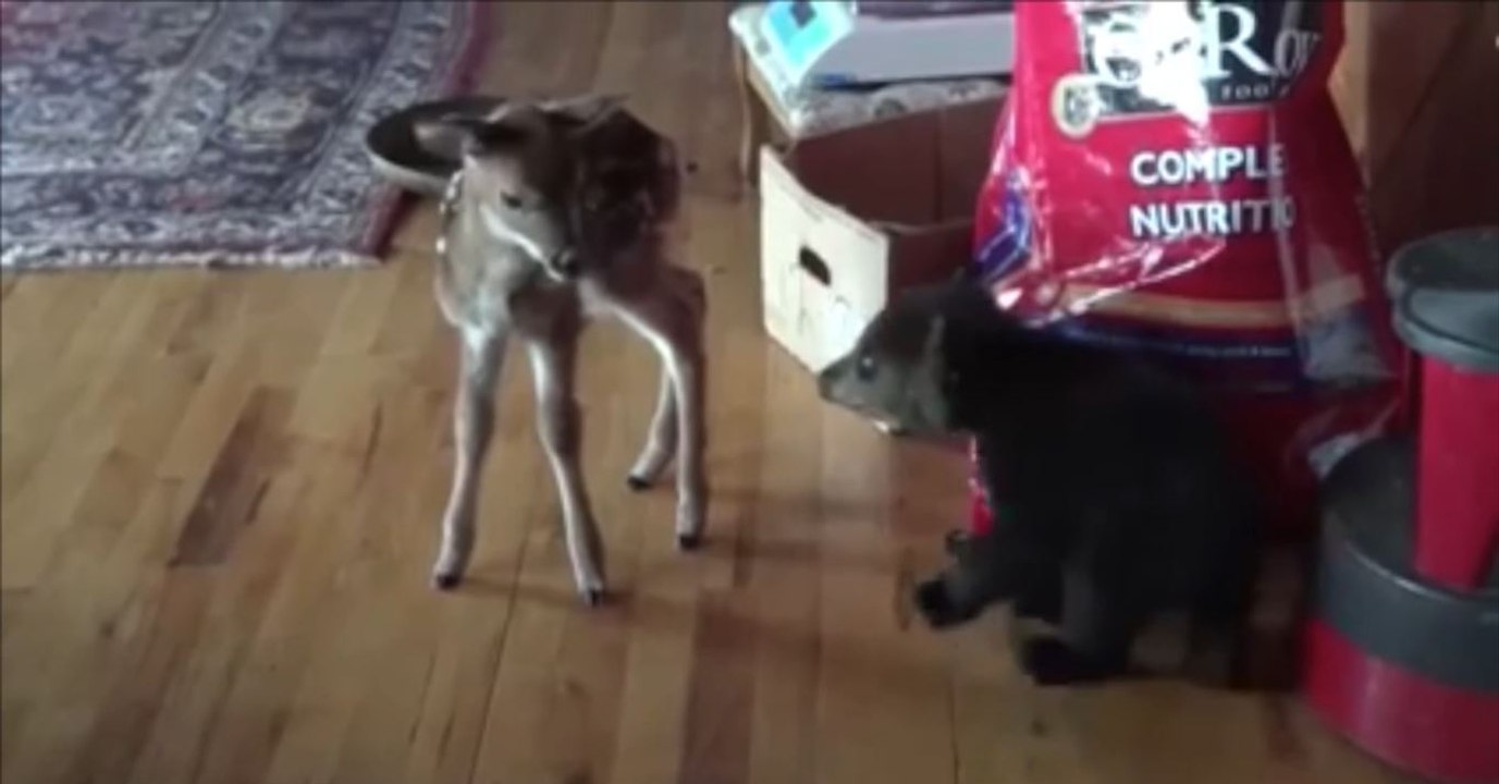 Ce petit ourson s'est trouvé un petit faon comme ami. Ils vont vous faire craquer!