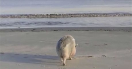 Ce cochon adore aller se baigner en bord de mer