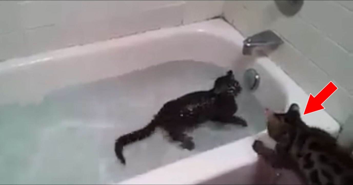 Ce chat Bengale est tombé dans la baignoire, mais son copain va avoir une réaction surprenante