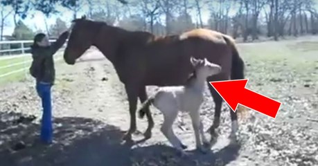 Ce petit poulain éternue si fort qu'il en tombe à la renverse!