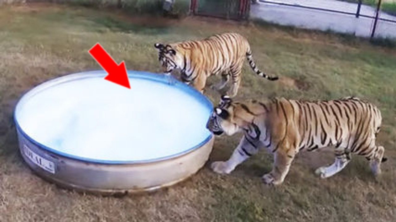Deux tigres s'amusent dans une bassine d'eau pleine de mousse